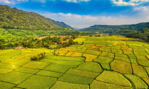 Đất nông nghiệp sử dụng ổn định trước 15/10/1993 vẫn được xem xét công nhận đất ở khi chưa có giấy tờ