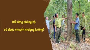 Có được phép chuyển nhượng đất rừng phòng hộ không?