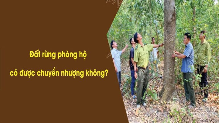 Có được phép chuyển nhượng đất rừng phòng hộ không?